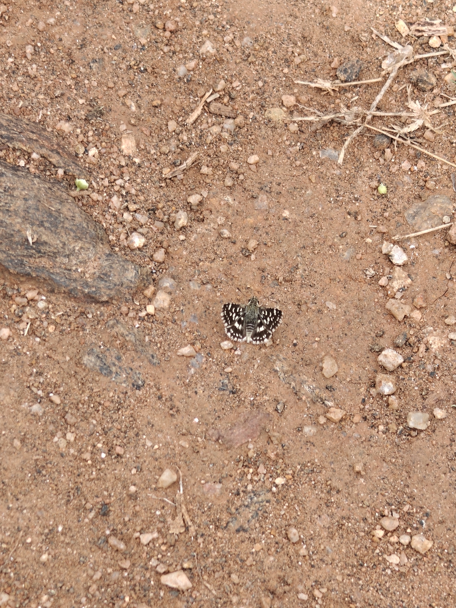 Asian Grizzled Skipper