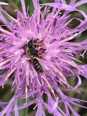 Halictus ligatus