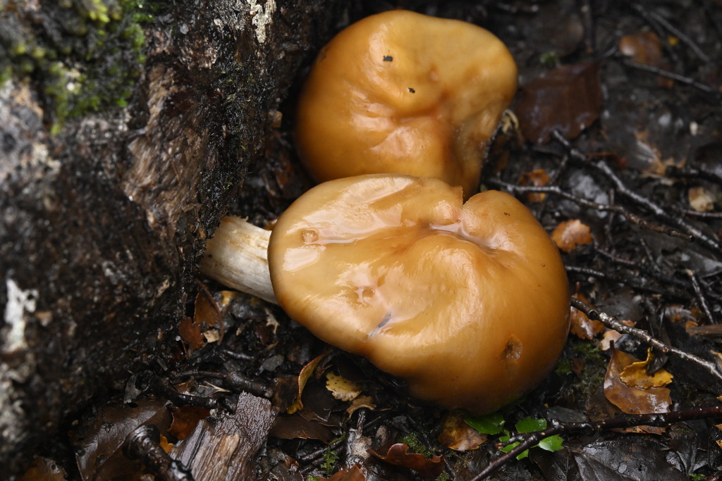 Cortinarius epiphaeus · April 2025 · photo: © invertebratist (iNaturalist, cc-by-nc)