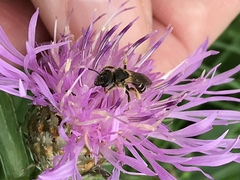 Halictus ligatus