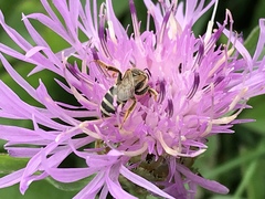 Halictus ligatus