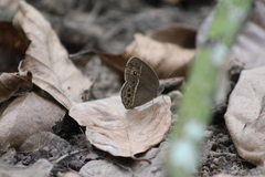 Mycalesis visala