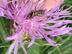 Halictus ligatus