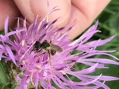 Halictus ligatus