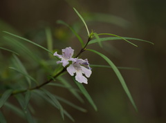 Westringia blakeana