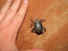 Prionotheca coronata