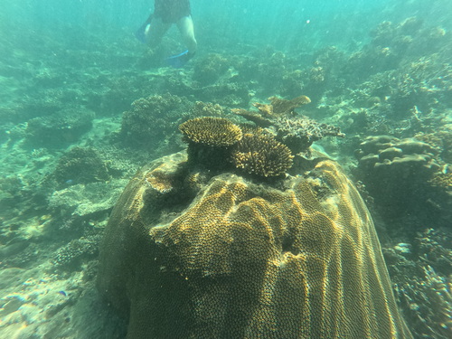 Diploastrea heliopora