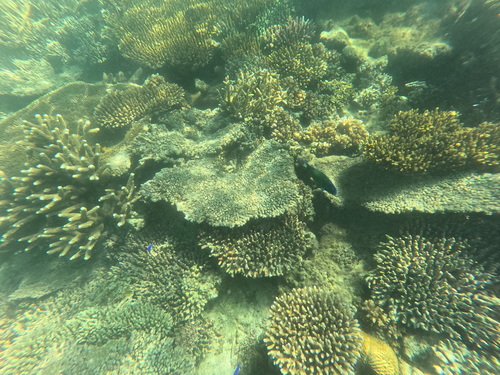 Moon Wrasse