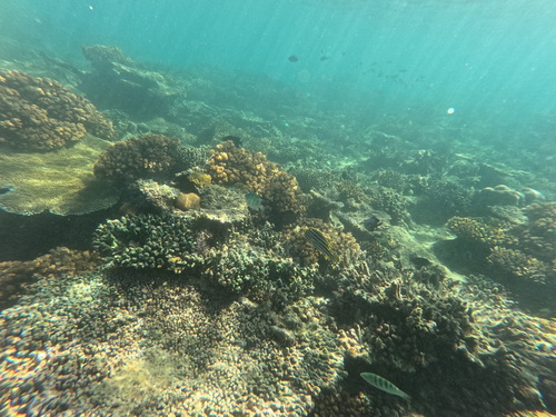 Oriental Sweetlips