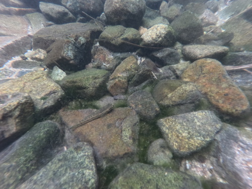 Blue Streamgoby