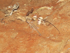 Bunopus tuberculatus