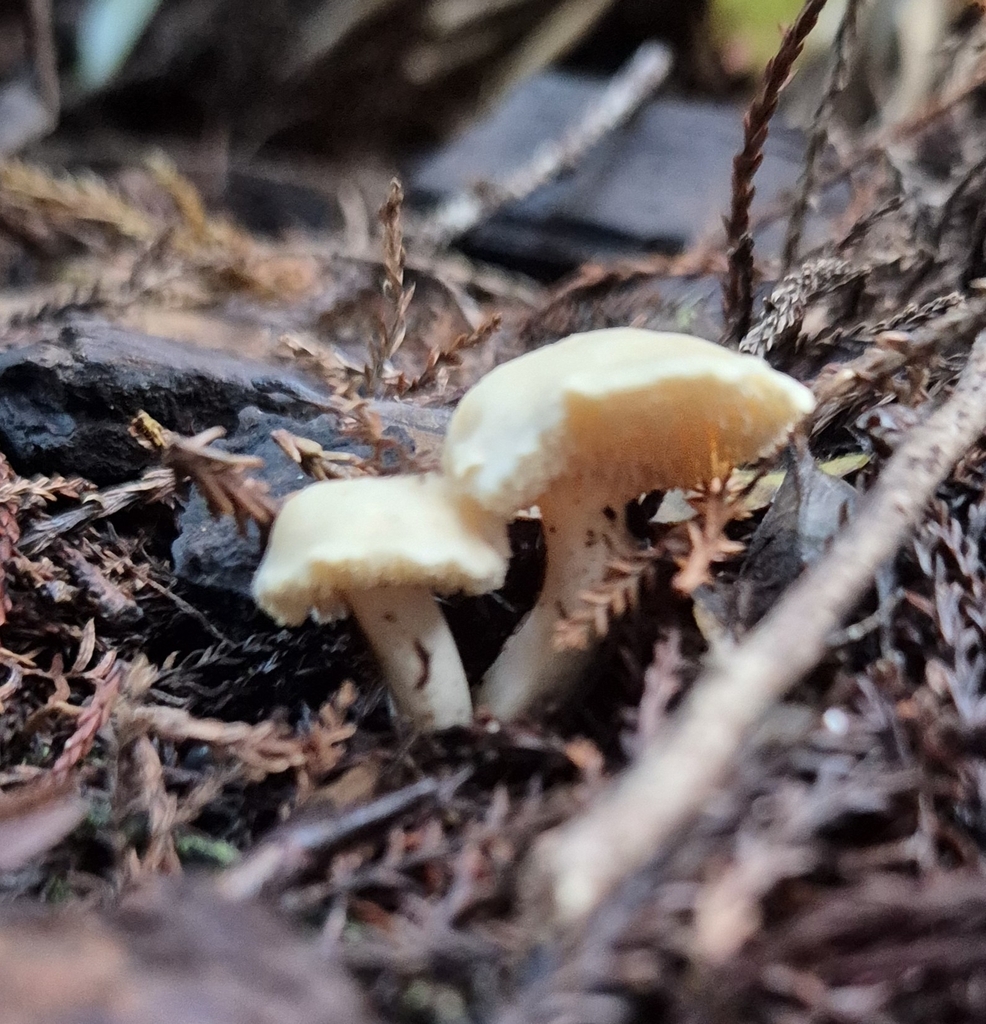 Hydnum crocidens · July 2025 · photo: © opanukuexplorer (iNaturalist, cc0)