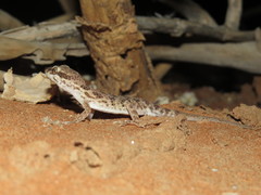 Bunopus tuberculatus