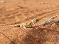 Phrynocephalus arabicus