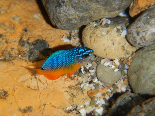 Bumphead Damselfish