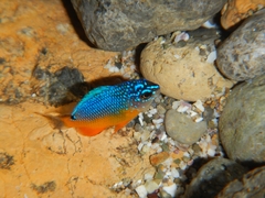 Bumphead Damselfish photo 3