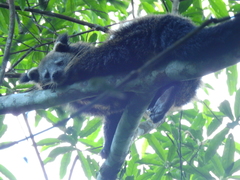 Arctictis binturong