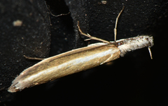 Pleurota aristella