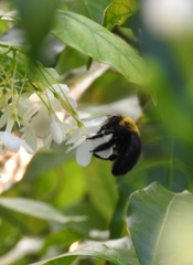 Xylocopa minor