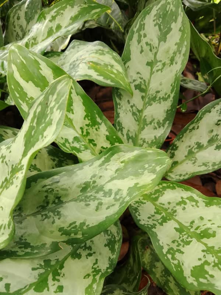Chinese Evergreen (Aglaonema)