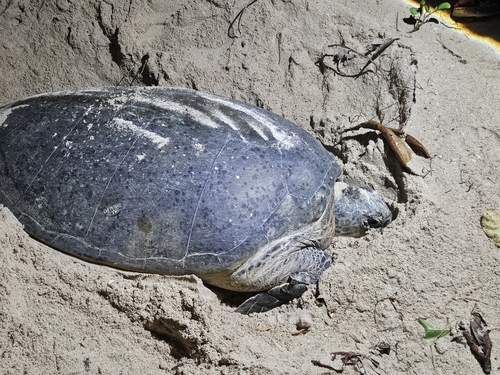 Chelonia mydas observed 2025-07-02