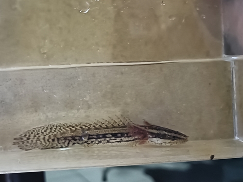 Bichir (Polypterus bichir) — Polypteridae — 4