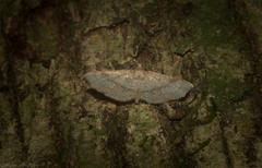 Addaea subtessellata