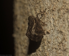 Cotylana angustifrons