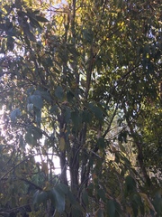 Mallotus philippensis