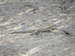 Acanthodactylus schmidti
