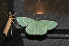 Chlorissa cloraria