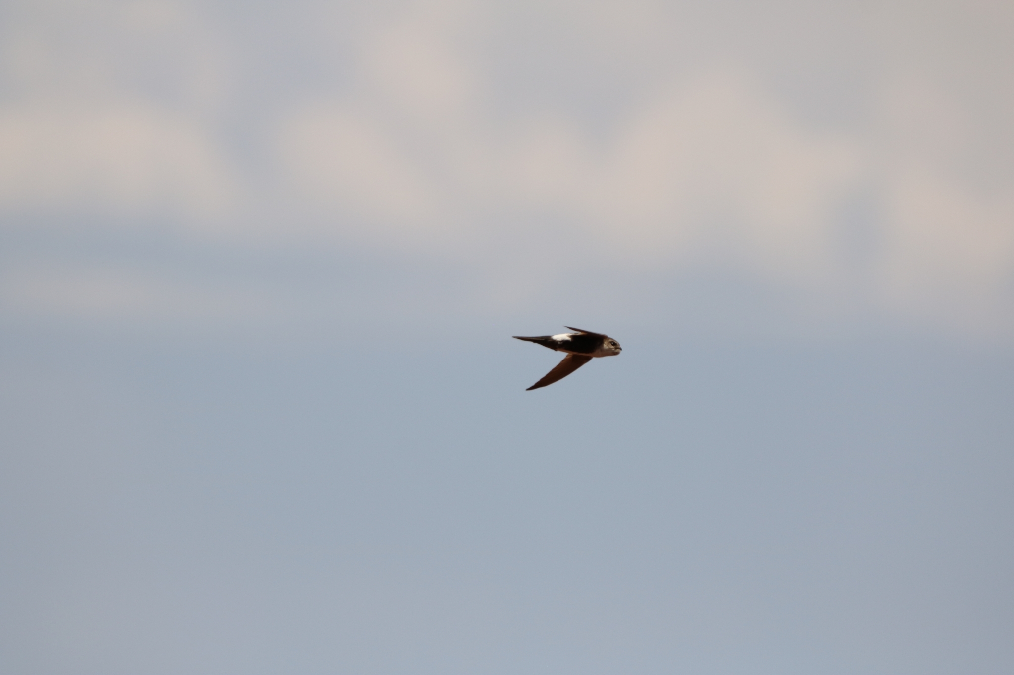Aeronautes saxatalis (Woodhouse, 1853)