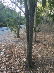 Mallotus philippensis