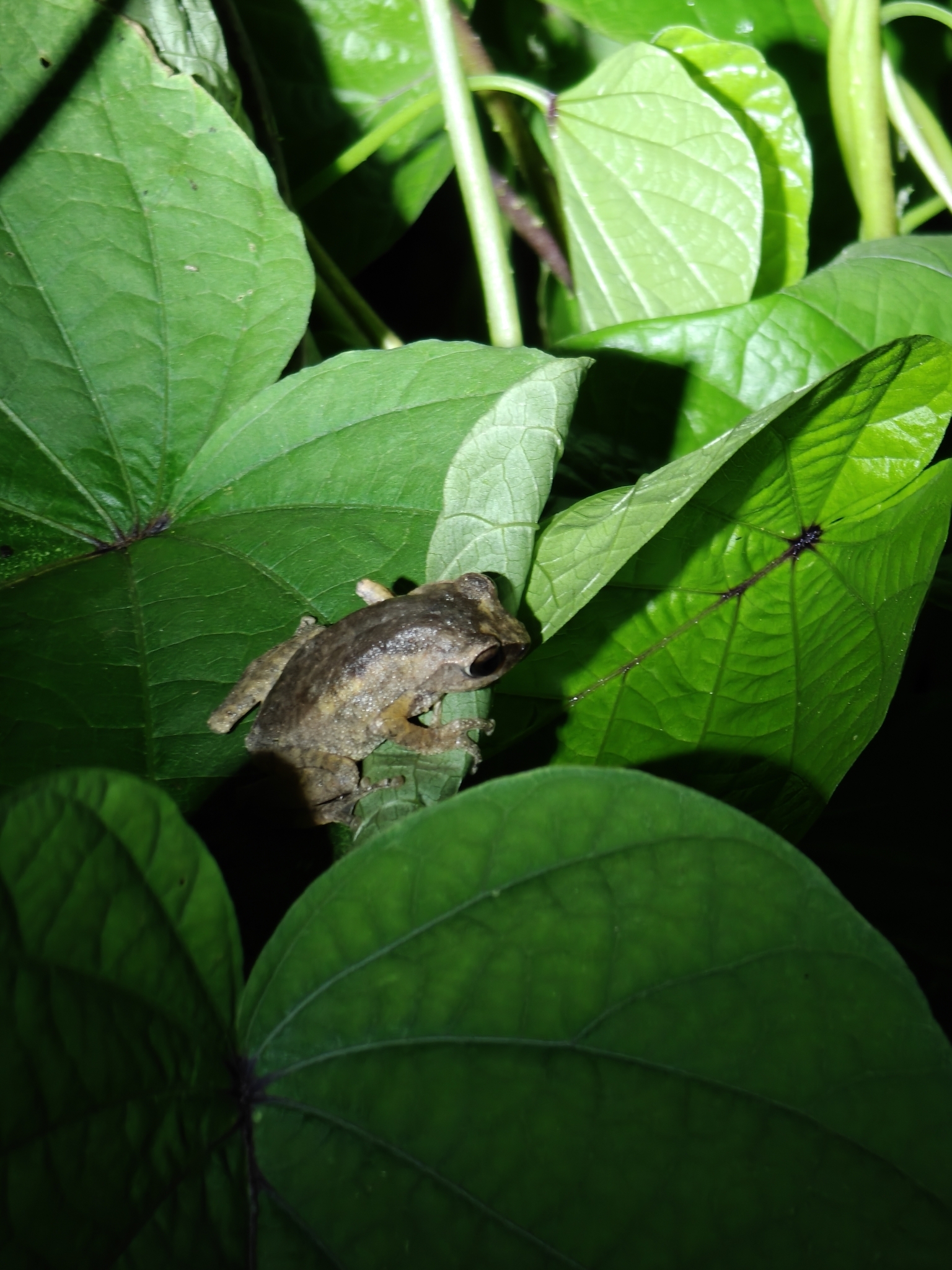 Honnametti Bush Frog