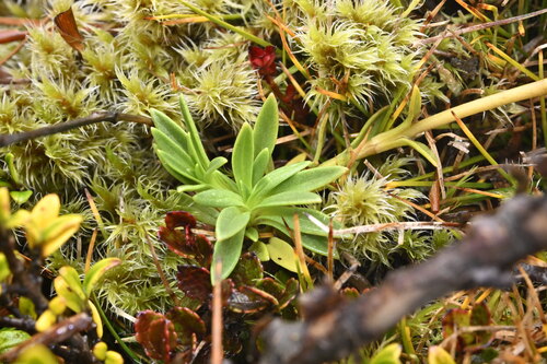 Gentianella vernicosa, 2025-04-21