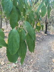 Mallotus philippensis