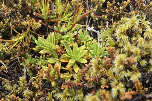 Gentianella vernicosa, 2025-04-21