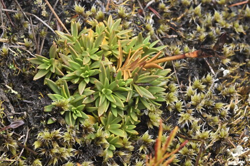 Gentianella vernicosa, 2025-04-21