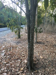 Mallotus philippensis