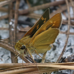Hesperia meskei