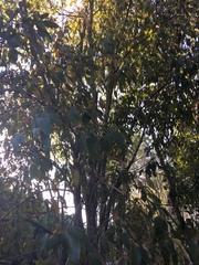 Mallotus philippensis