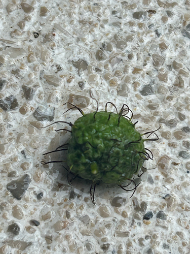 Maclura tinctoria - Leaves