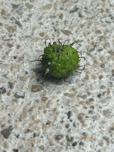 Maclura tinctoria - Whole tree