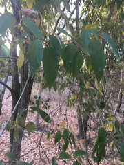 Mallotus philippensis