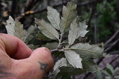 Quercus X inconstans