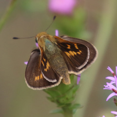 Hesperia meskei
