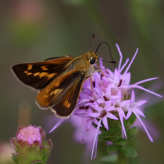 Hesperia meskei