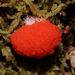 Red Raspberry Slime Mold - Photo (c) Reiner Richter, some rights reserved (CC BY-NC-SA)