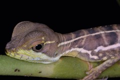 Basiliscus