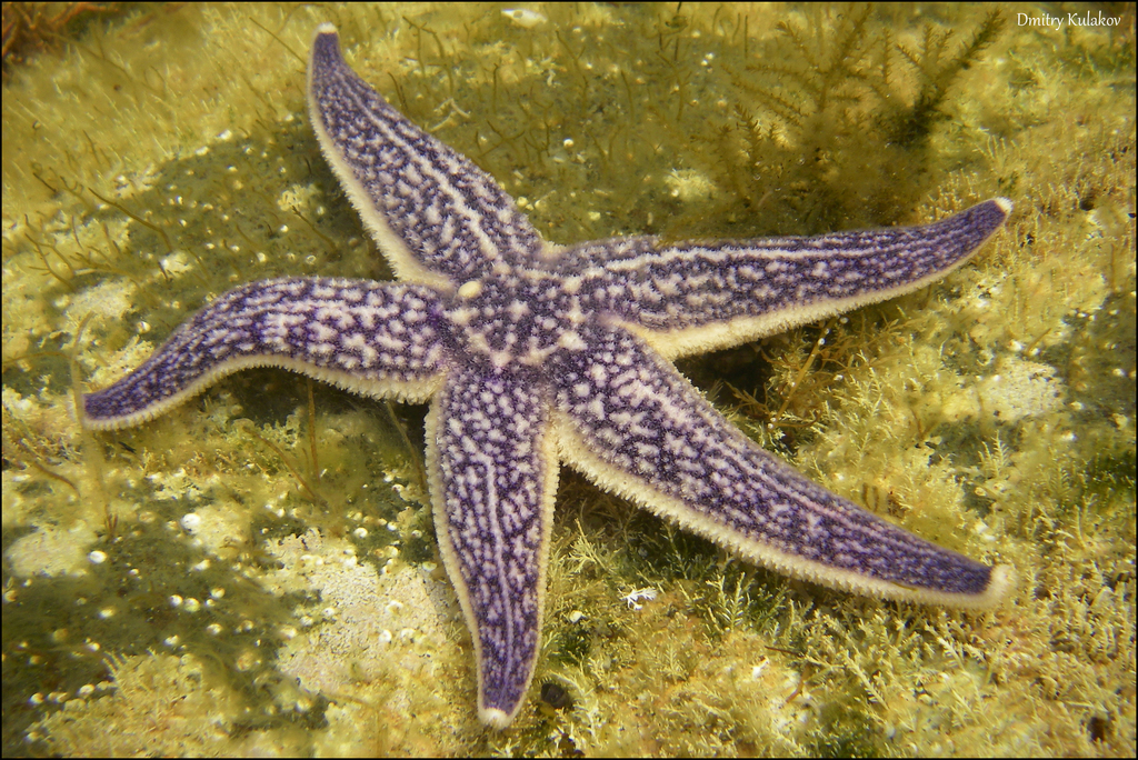 Flat-bottomed star